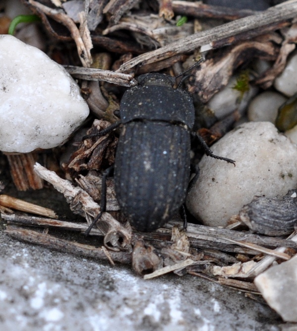 Altro coleottero - Opatrum sp.